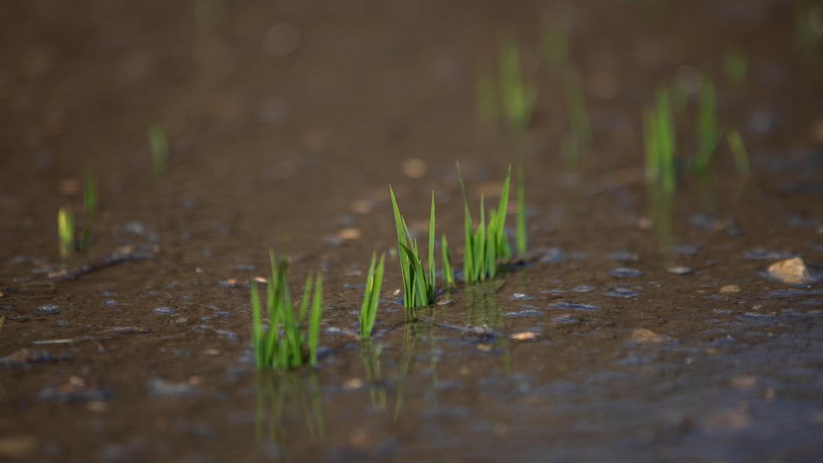 Arranca el riego del arroz en el delta del Ebro