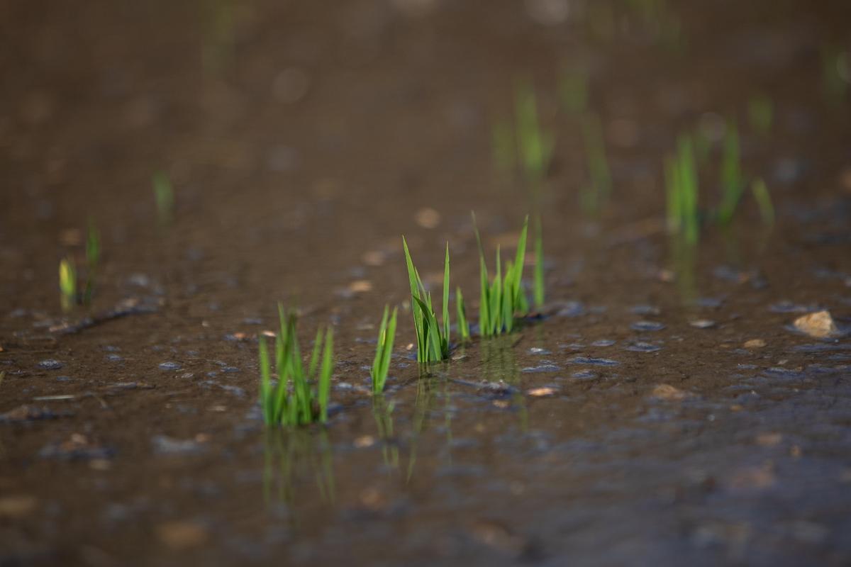 Arranca el riego del arroz en el delta del Ebro