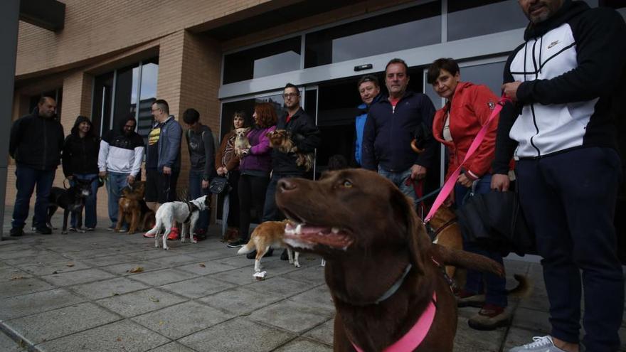 Concentración de perros en Castrillón
