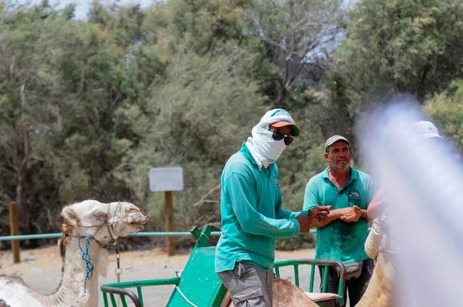 Reportaje excursiones con camellos en las Dunas ...