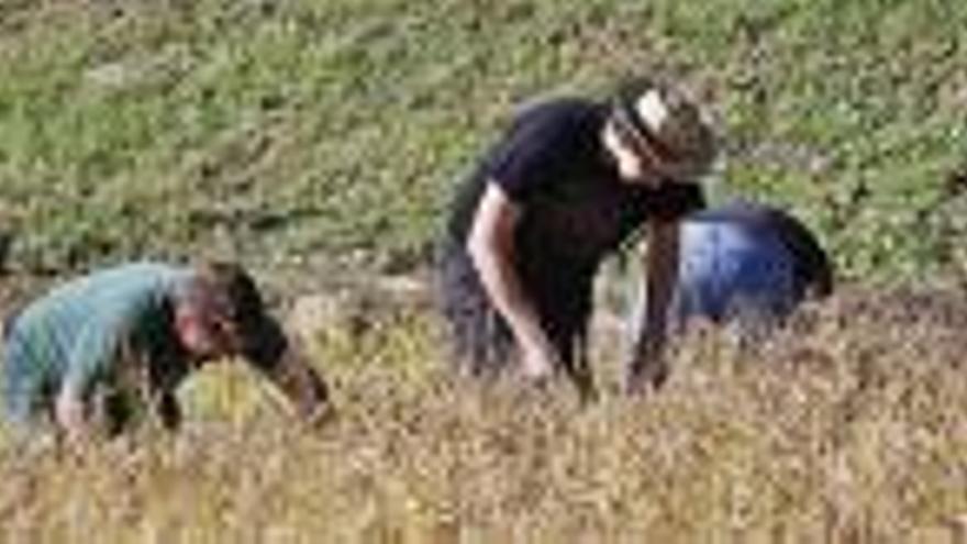 Els orígens del cultiu de l&#039;arròs a Pals daten del segle XV