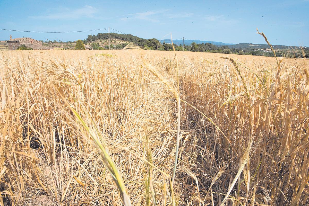 Un campo de cereales en la comarca del Bages