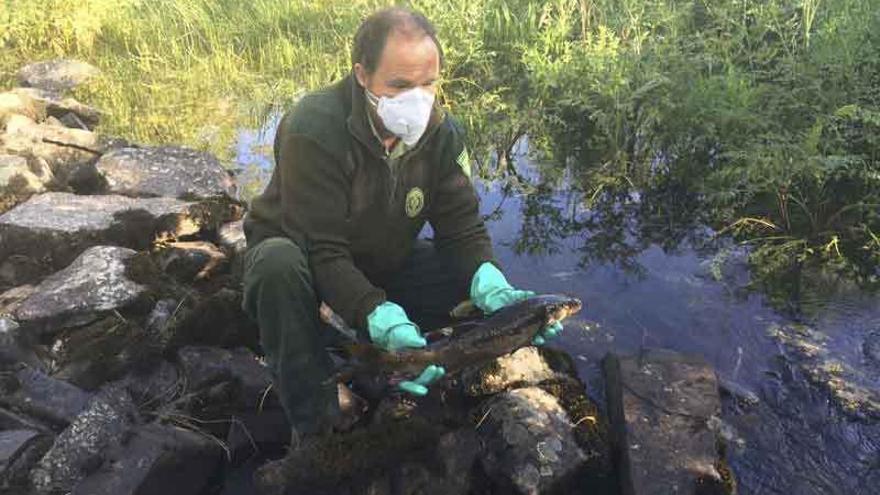 Un agente de Medio Ambiente saca un ejemplar de barbo de entre las rocas en el cauce del río Cebal.