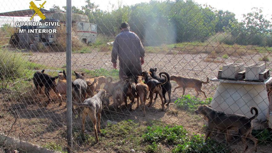 Abandona a su perro y lo mata el resto de la manada