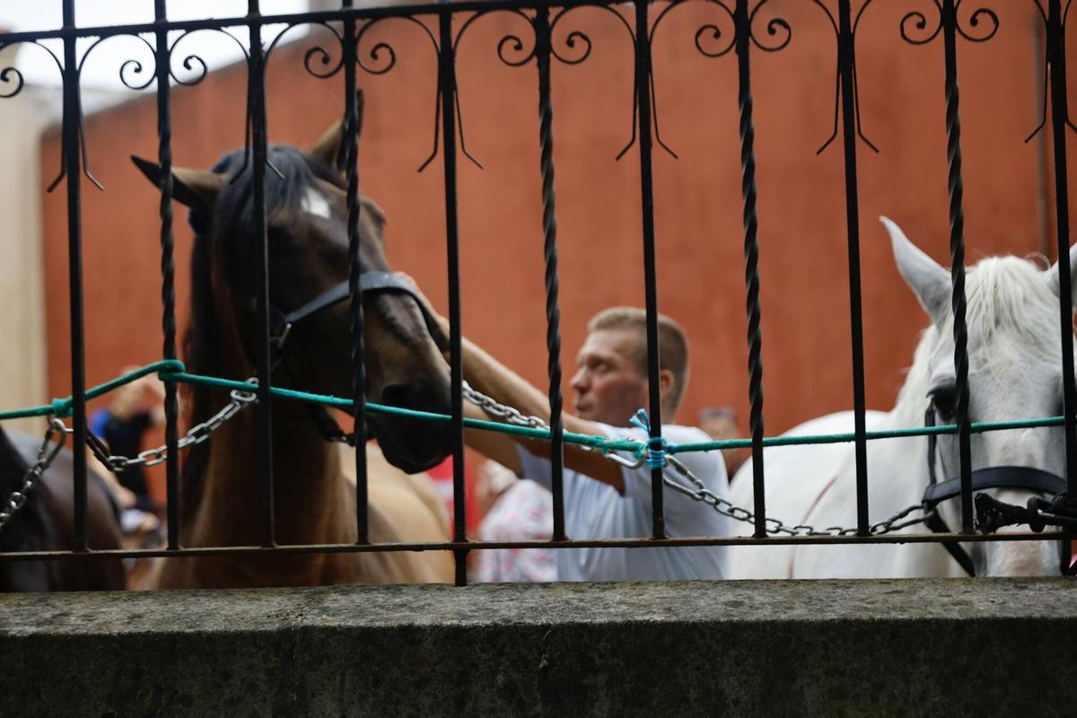 El Bibio, reportaje con los caballos de rejones. Cómo los preparan para la corrida El Bibio, reportaje con los caballos de rejones. Cómo los preparan para la corrida