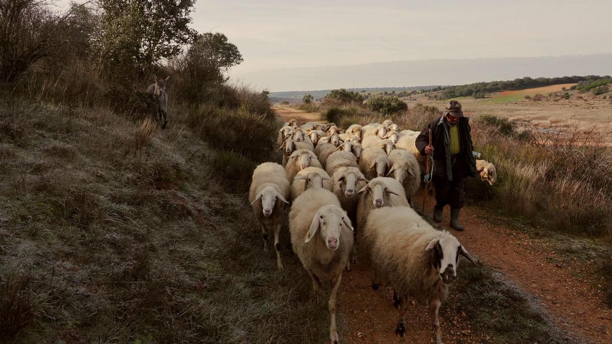 Ramiro Alonso pastoreando con las ovejas