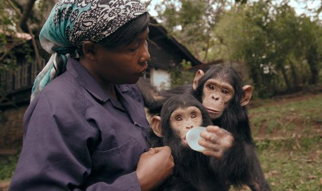 Mama documental chimpancés