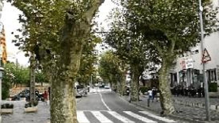 Els arbres de l&#039;avinguda de Cadaqués que es talaran.