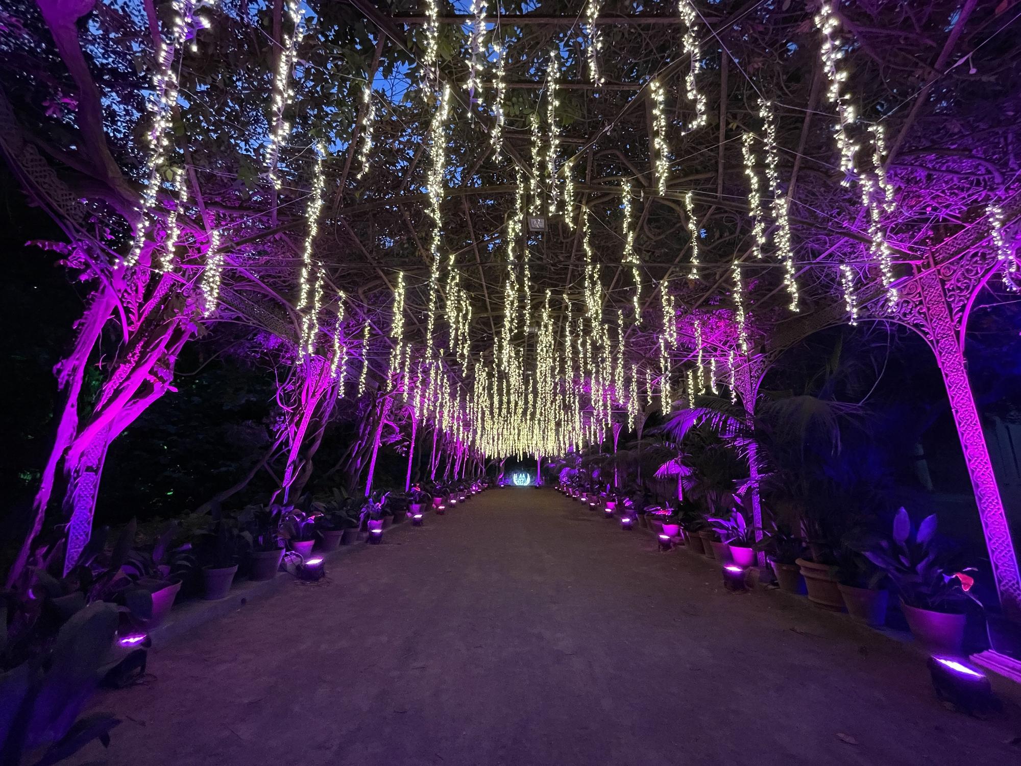 El Jardín Botánico Histórico La Concepción enciende sus luces de Navidad