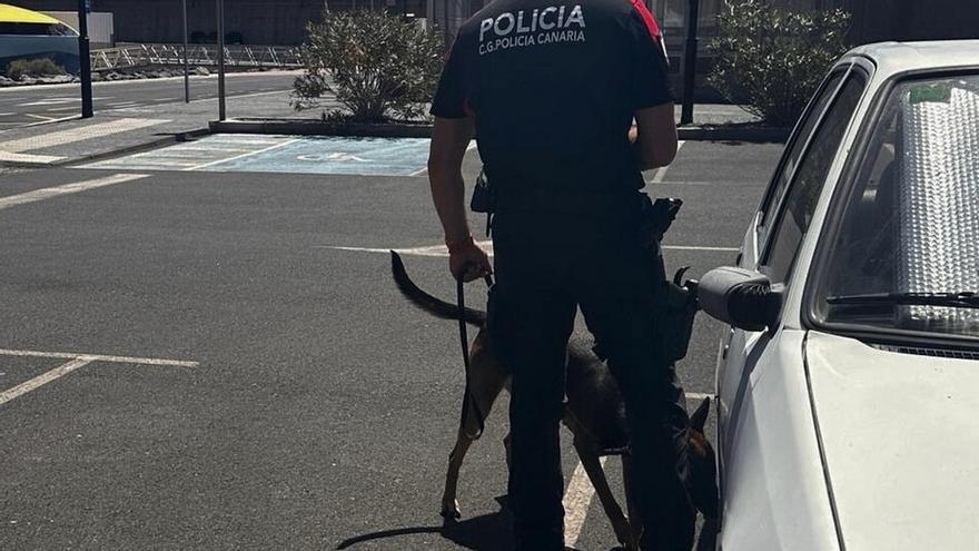 La Policía Canaria estrena Unidad Canina con seis perros entrenados en la búsqueda de estupefacientes