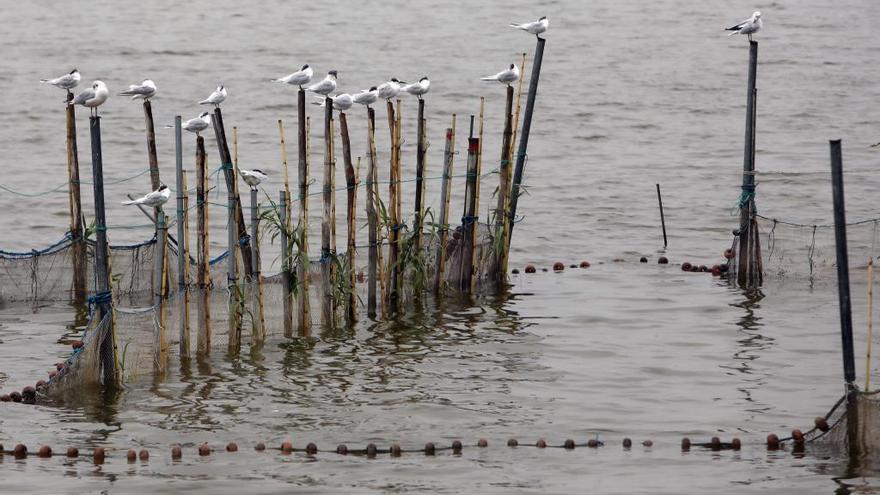 &quot;Como caiga una tormenta la Albufera se pone negra&quot;