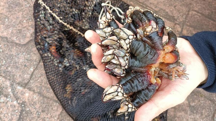 Percebes incautados por Gardacostas de la Xunta en la Torre en febrero de 2023. |   // EUROPA PRESS