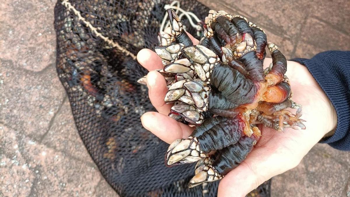 Percebes incautados por Gardacostas de la Xunta en la Torre en febrero de 2023.