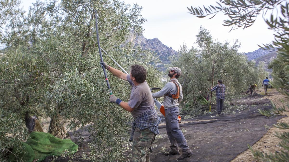 Andalucía, y más concretamente Jaén, es conocida como “la Capital Mundial del Aceite de Oliva”.