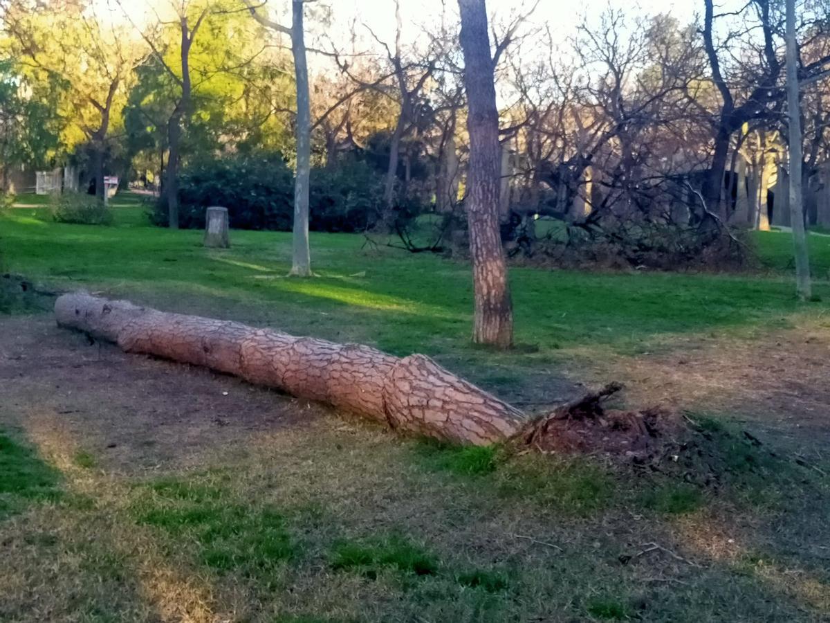 El Jardín del Turia, una zona de guerra tras el paso de la borrasca Leonardo