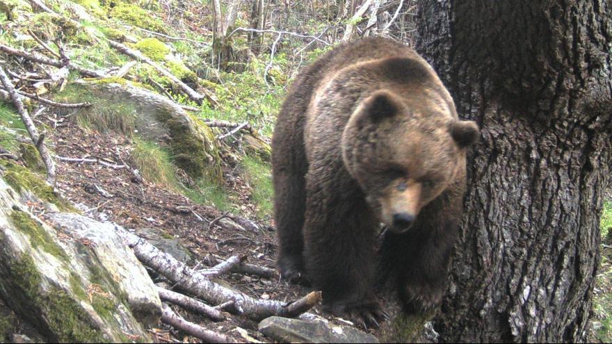 Exemplar d'os fotografiat durant el maig del 2023 al Pallars Sobirà, a la zona del bosc negre