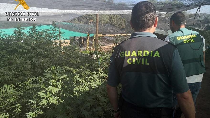 Detenido por cultivar marihuana en una explotación ganadera de Villanueva del Duque