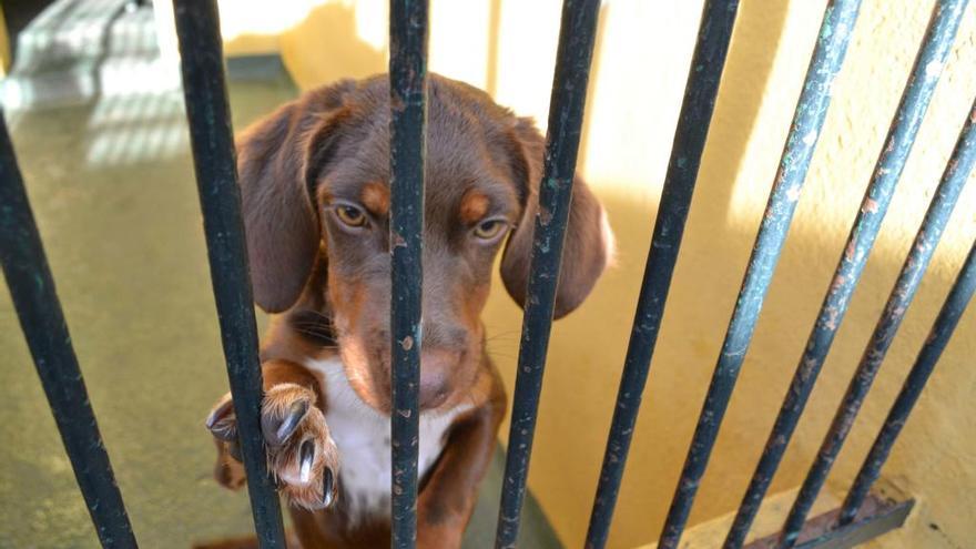 Un perro en una jaula de Son Reus