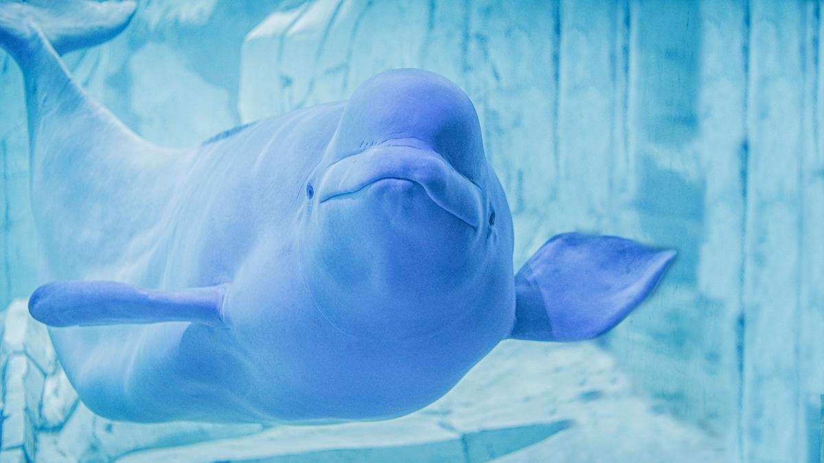 La beluga Yulka del Oceanogràfic.