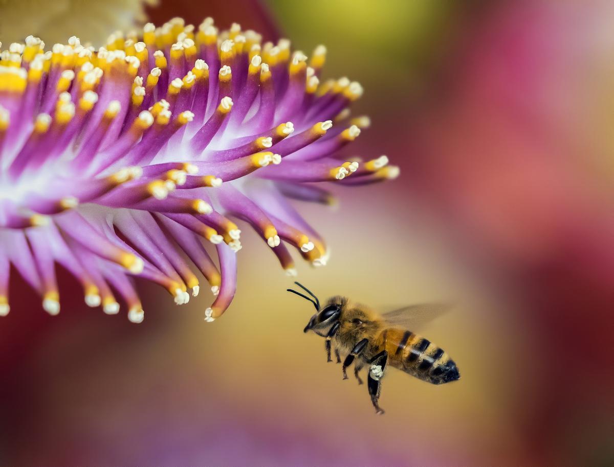 Las abejas están en una grave crisis