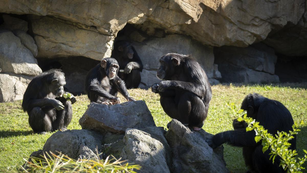 Chimpancés en la selva ecuatorial de Bioparc.