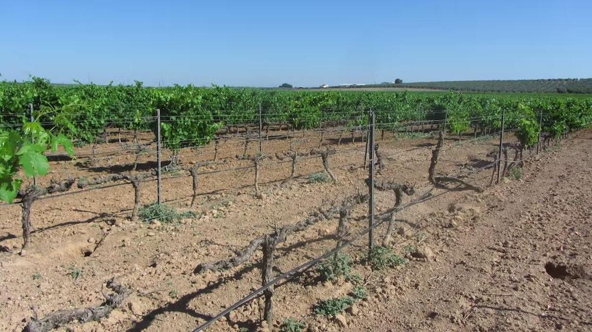 Viñedos afectados por la herbivoría del conejo.