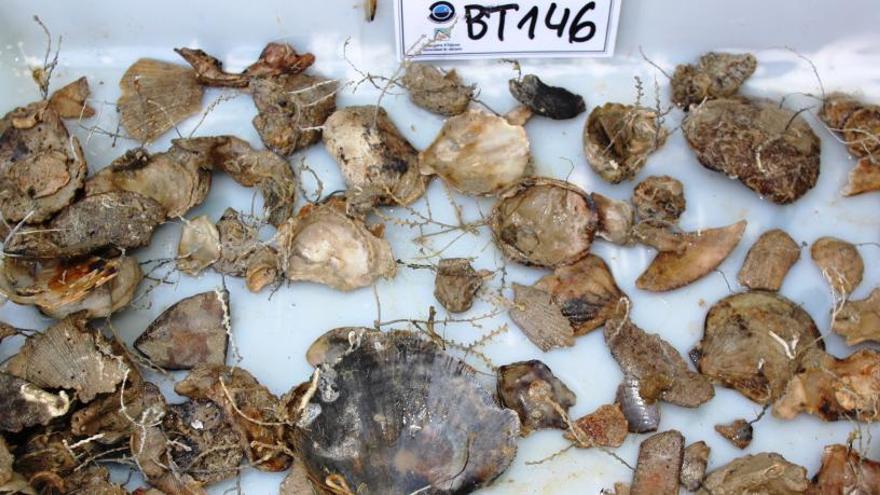 Imagen de las conchas recogidas en la playa cuaternaria, a 182 metros de profundidad. La de mayor tamaño es la Chlamis Islánica.