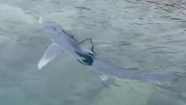 Vídeo: Aparece un tiburón desorientado en Ibiza