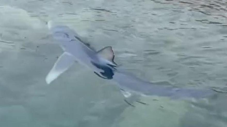 Vídeo: Aparece un tiburón desorientado en Ibiza