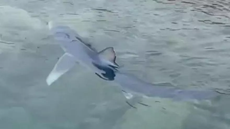 Vídeo: Aparece un tiburón desorientado en Ibiza
