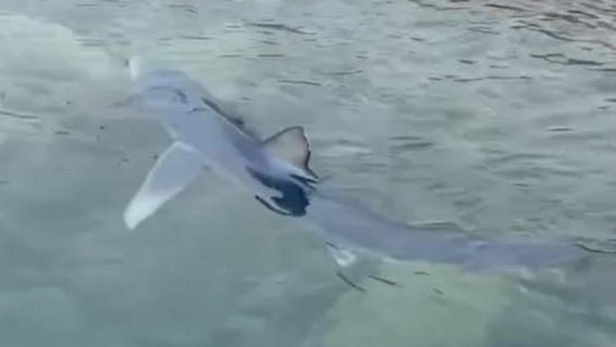 Un tiburón en aguas de Ibiza.