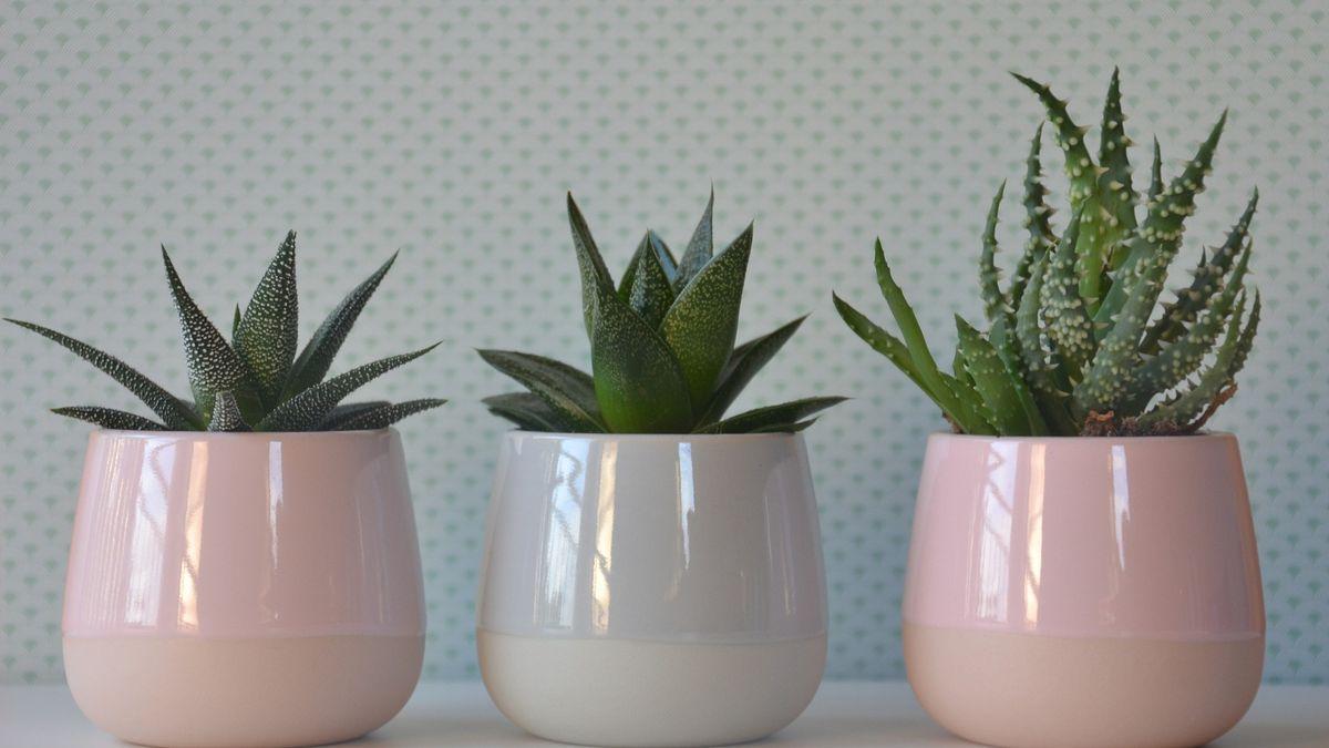 Estas son las plantas PERFECTAS para eliminar la humedad de tu casa
