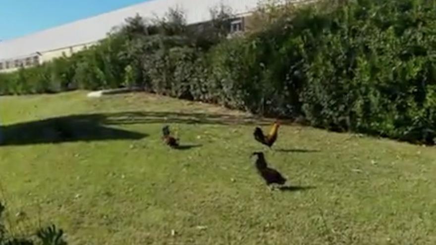 Un grupo de gallos y pollos campan libremente por Castellón