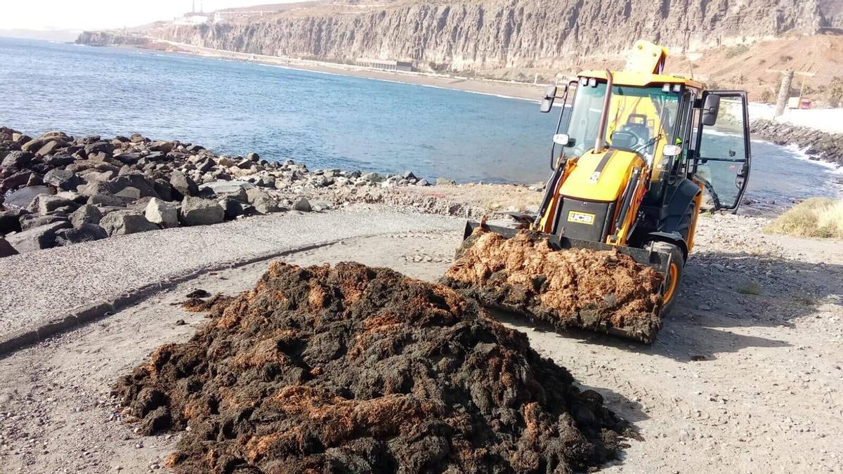 El mal olor de las algas obliga a retirar más de 100 toneladas en Las Palmas de Gran Canaria