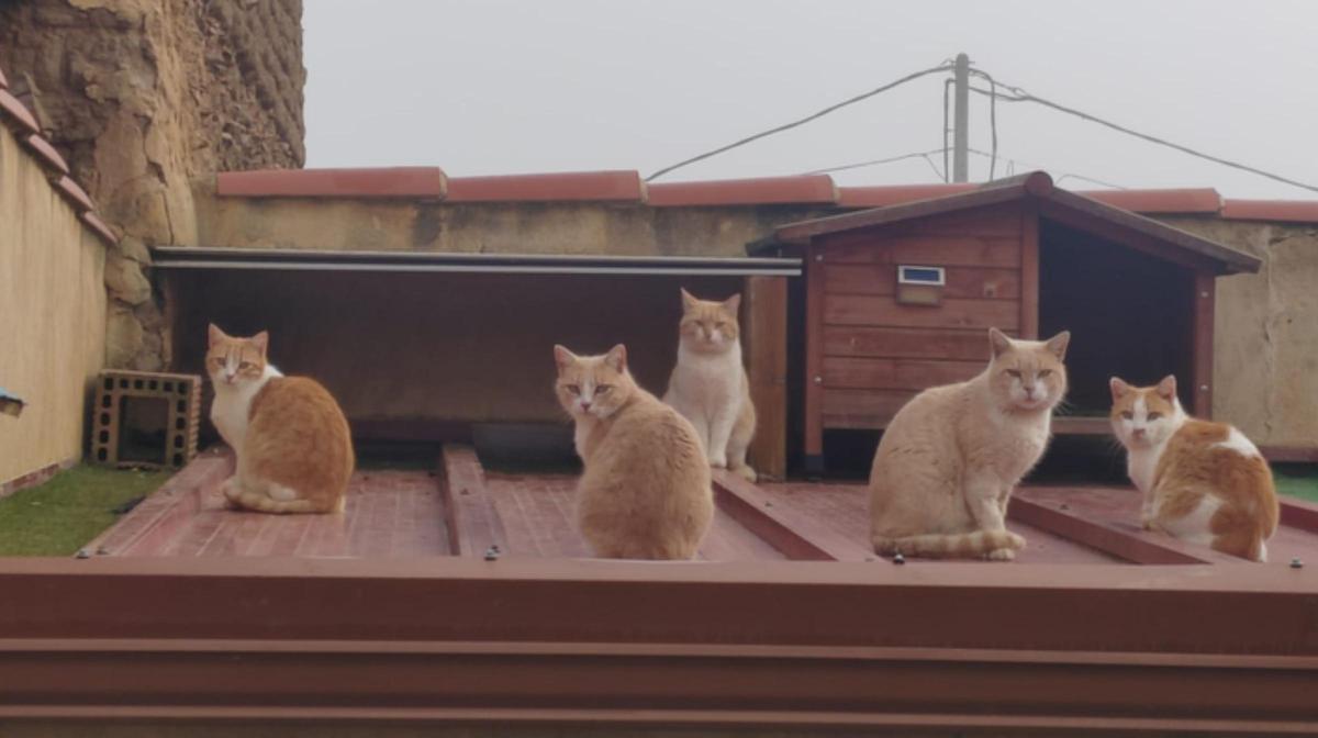 Gatos callejeros en un pueblo de Zamora