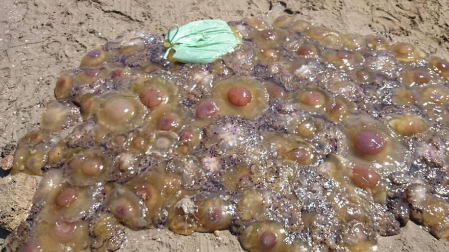 Hartos de las medusas en el Mar Menor