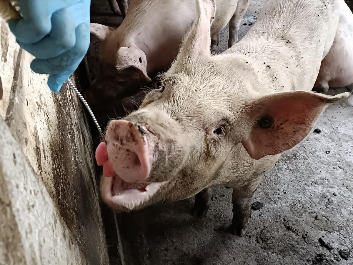 Las muestras con saliva son mucho menos invasivas para los animales.