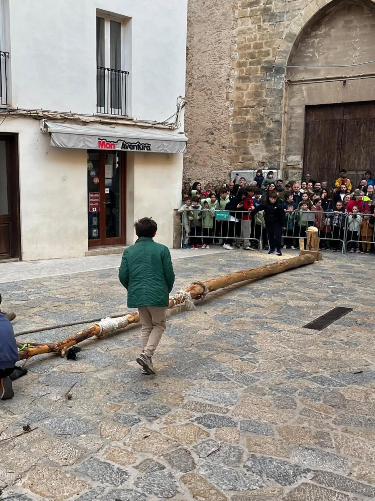 Las imágenes de la retirada del Pi de Sant Antoni de Pollença