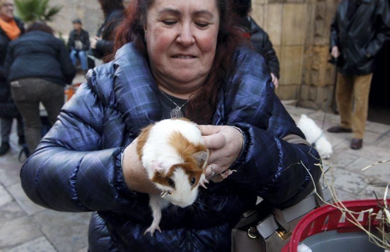 Celebración de San Antón, bendición de los animales