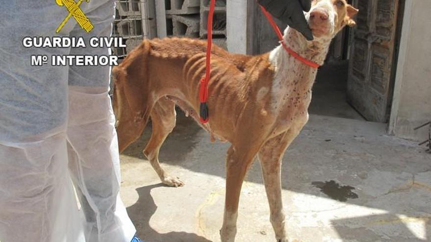 Detenido por abandono de perros en Lanzarote