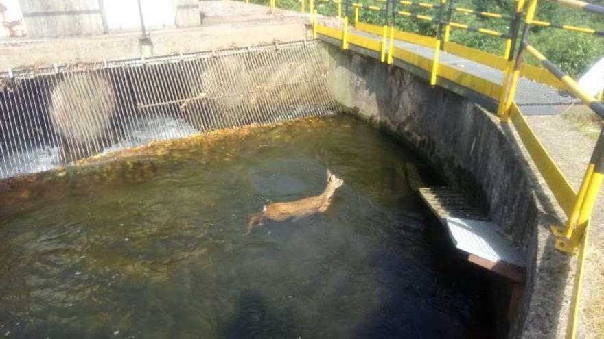 Una corza, en el sifón del canal del Narcea a la altura de Pipe, en Pillarno.