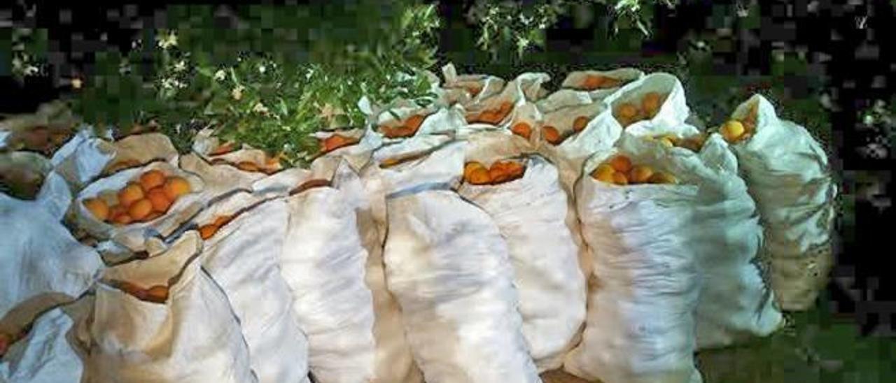 Tratan de robar 5.000 kilos de naranjas  en varios asaltos a campos de la Valldigna