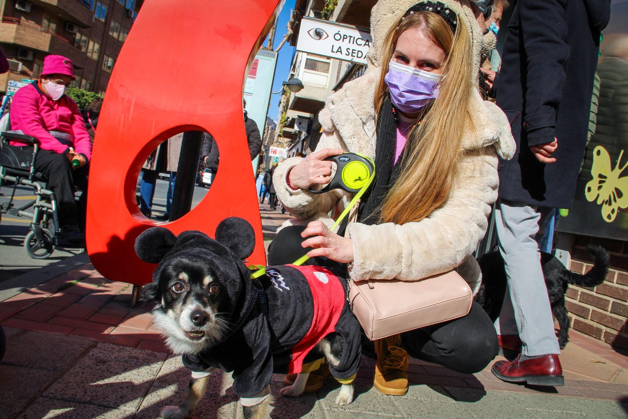 Las mascotas reciben su bendición por San Antón en Murcia (I)