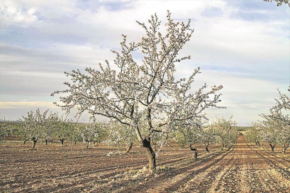El almendro pega el estirón