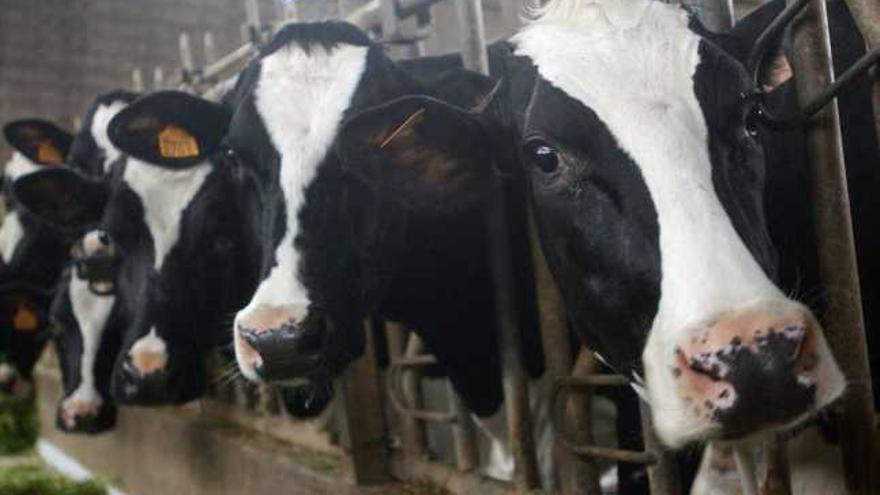 Vacas en una explotación ganadera de la provincia de  A Coruña. / juan varela