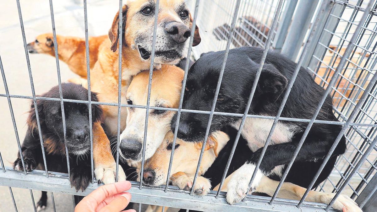 Diversos gossos acollits al refugi municipal per a animals abandonats d’A Madroa, a Vigo / MARTA G. BREA