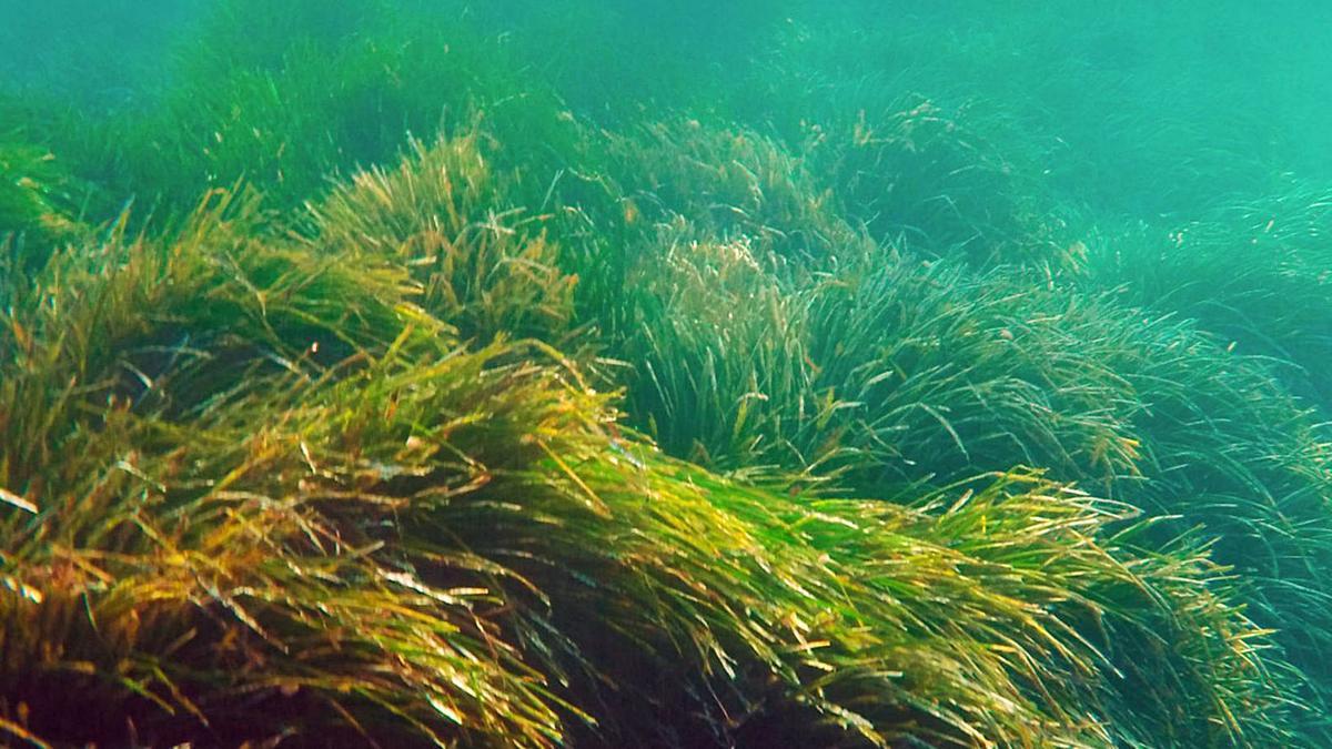 Vegetación submarina en 
la zona de El Campello.   levante-emv