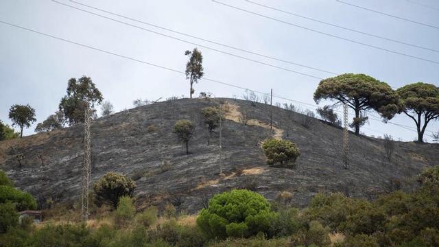 Terreny cremat a Collserola, ahir, un dia després de l’incendi. | BELÉN GONZÁLEZ