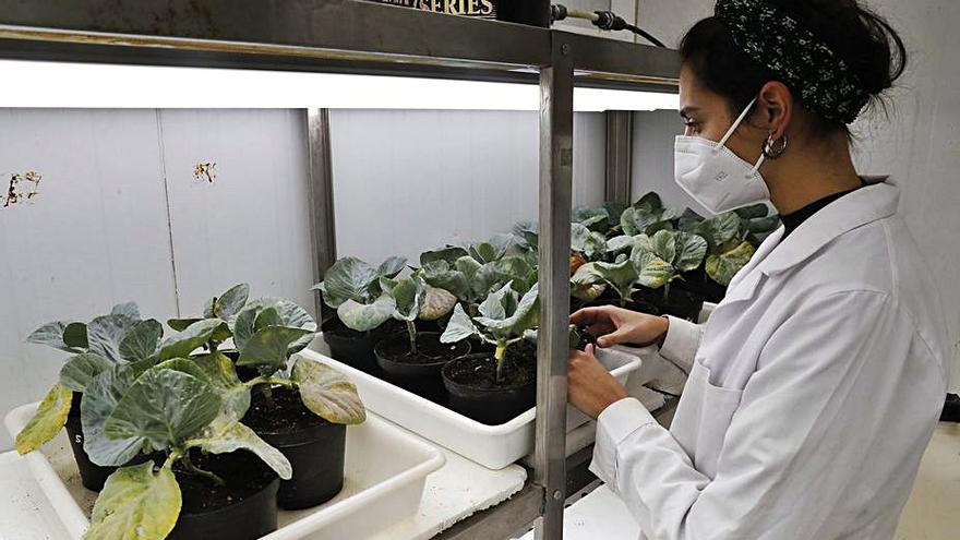Cultivo de plantas en ellaboratorio de biotecnología vegetal 