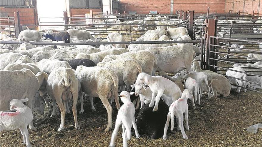 El fiscal pide 6 años a tres vecinos de Almassora por robar un cordero